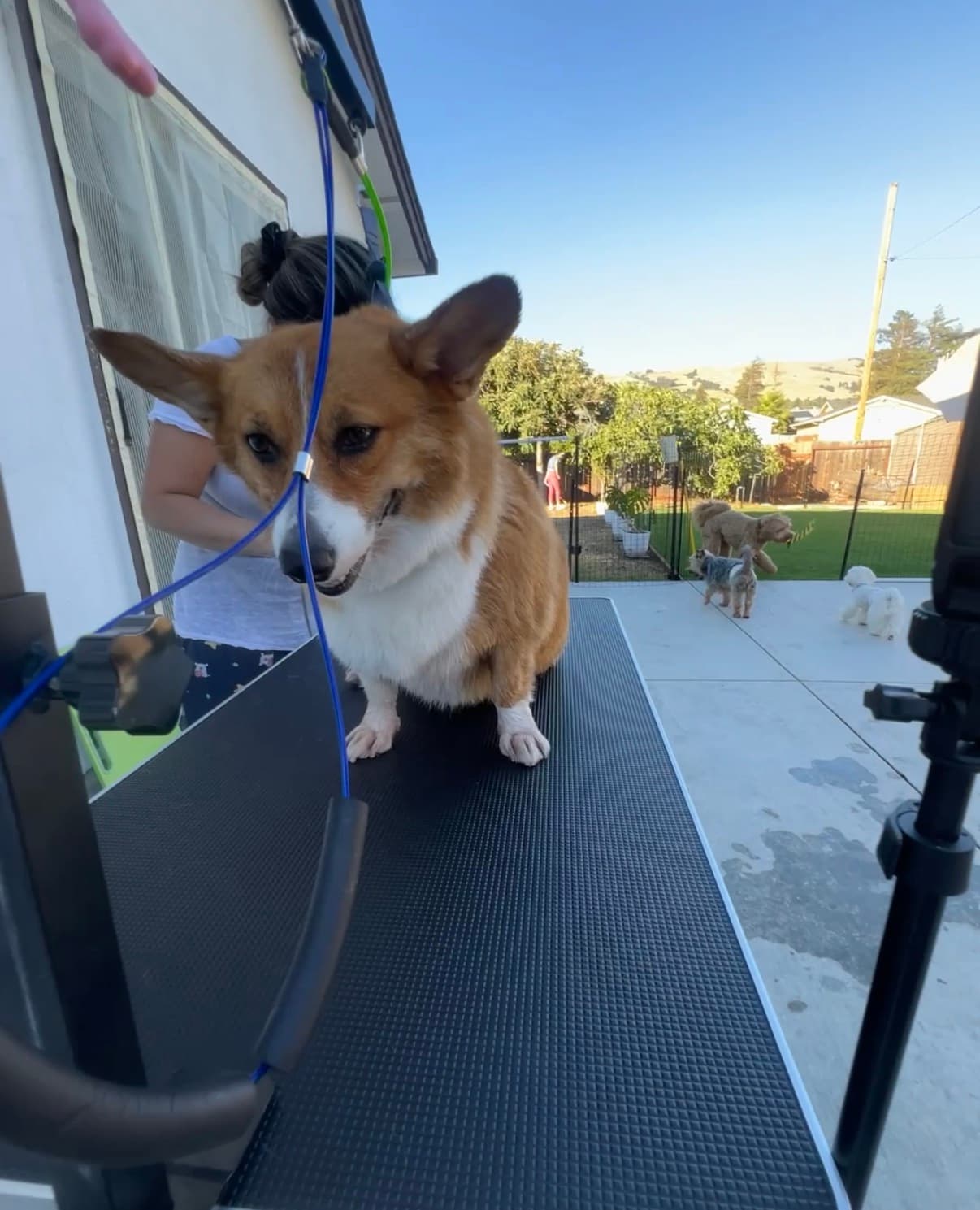 XYZ Petgrooming Care 🛁 ✂️ background