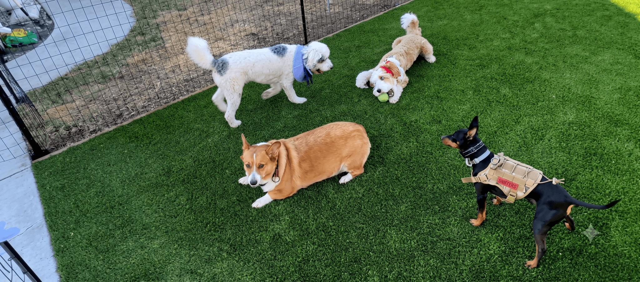 Dogs playing together in the XYZ Petsitting Care yard